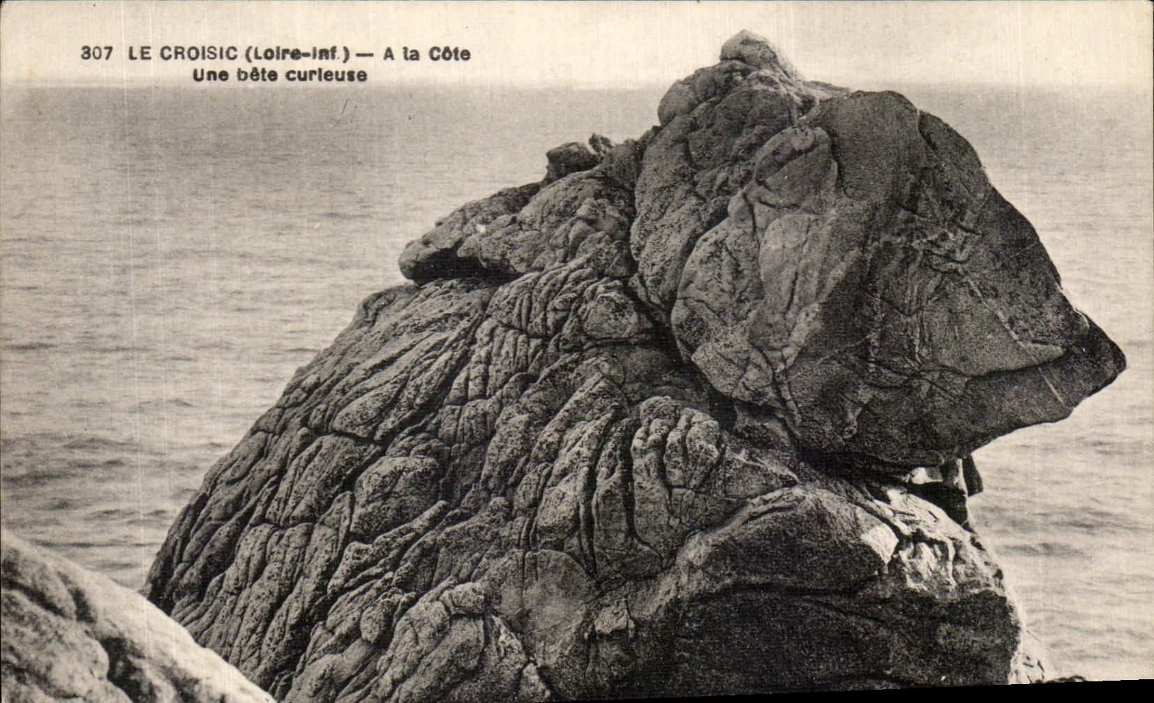 CPA Croisic (the Loire Inf) With the Dimension a Curious animal