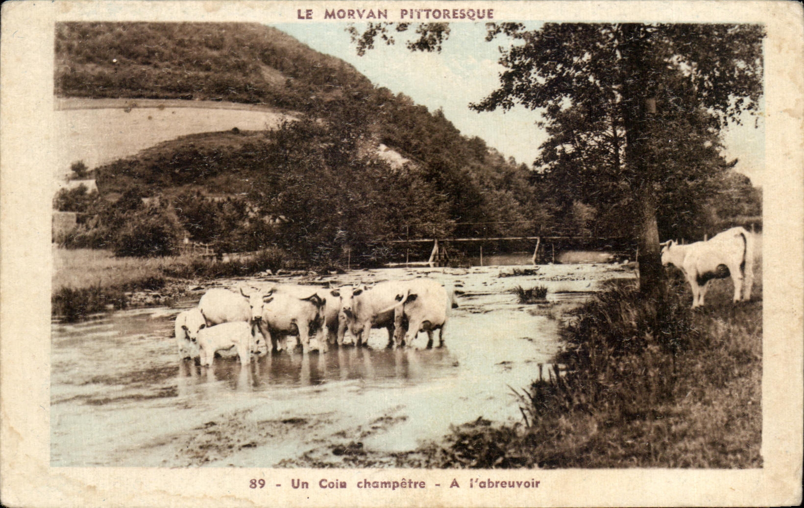 CPA Picturesque Morvan a Pastoral Corner AINTERIM feeding trough Cows