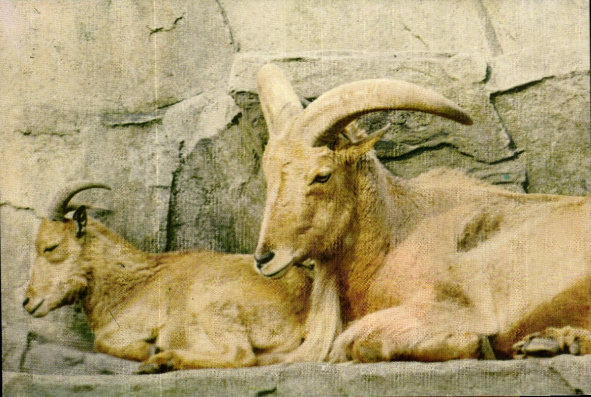 Image Animals Ibex