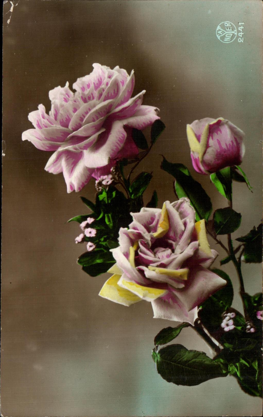 CPA Fleurs Plantes et Arbres