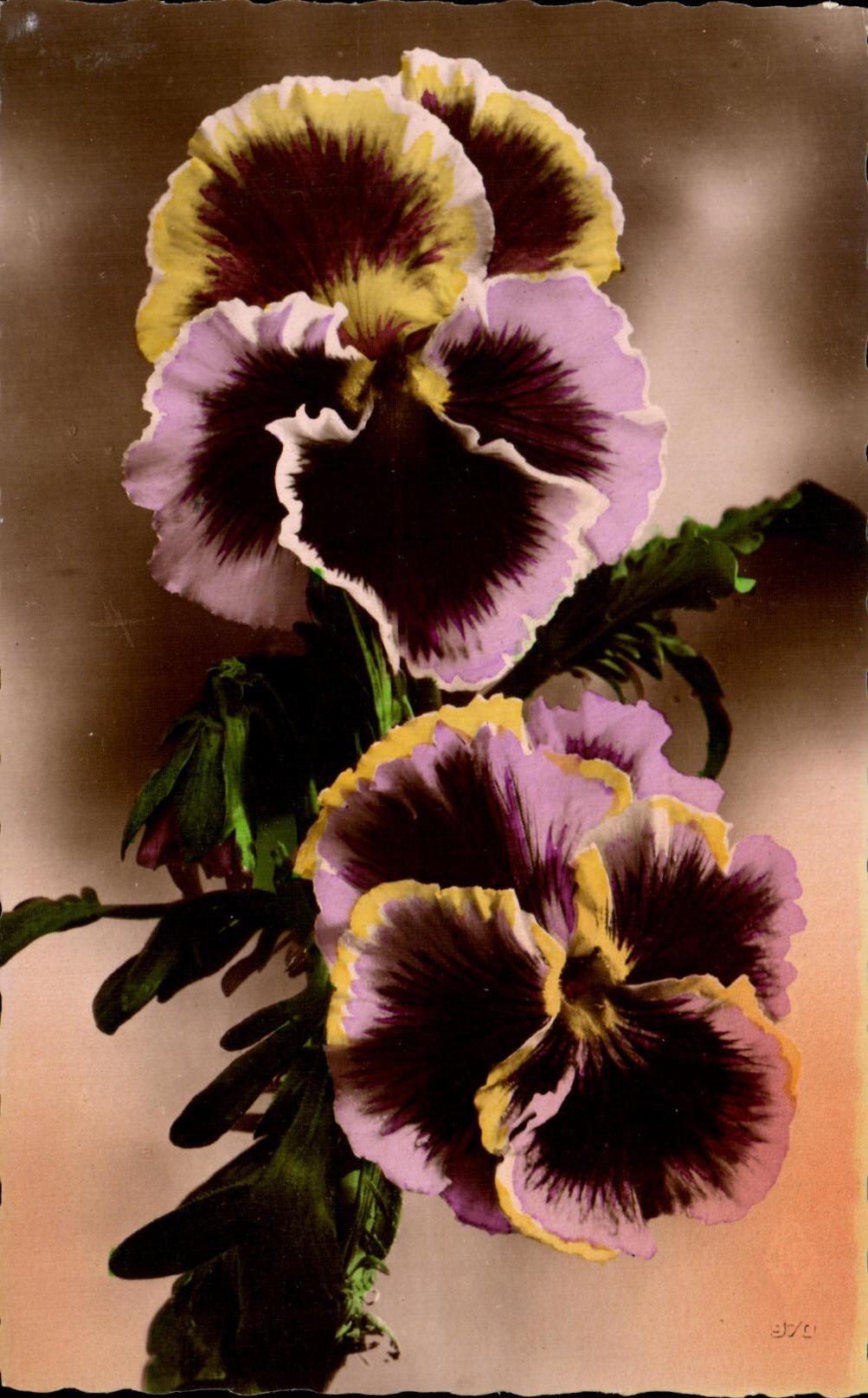 CPA Fleurs Plantes et Arbres