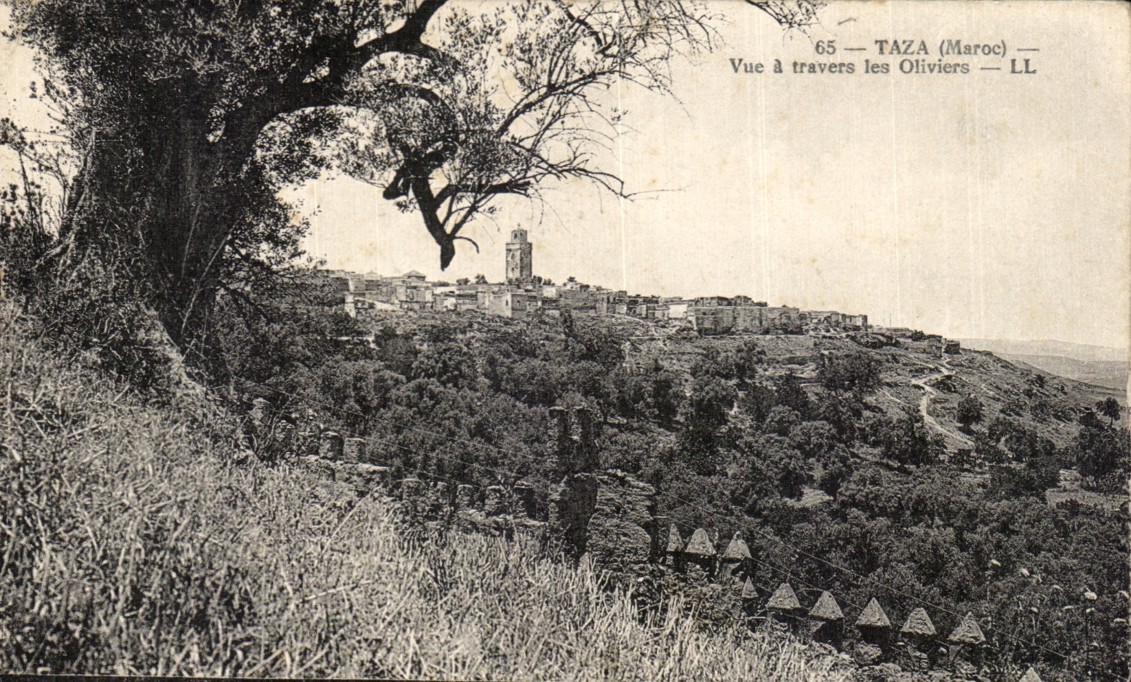 CPA Taza Morocco Seen through the Olive-trees