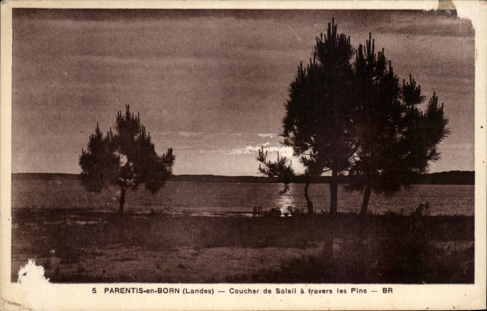 CPA Parentis in Born Sunset through the Pines