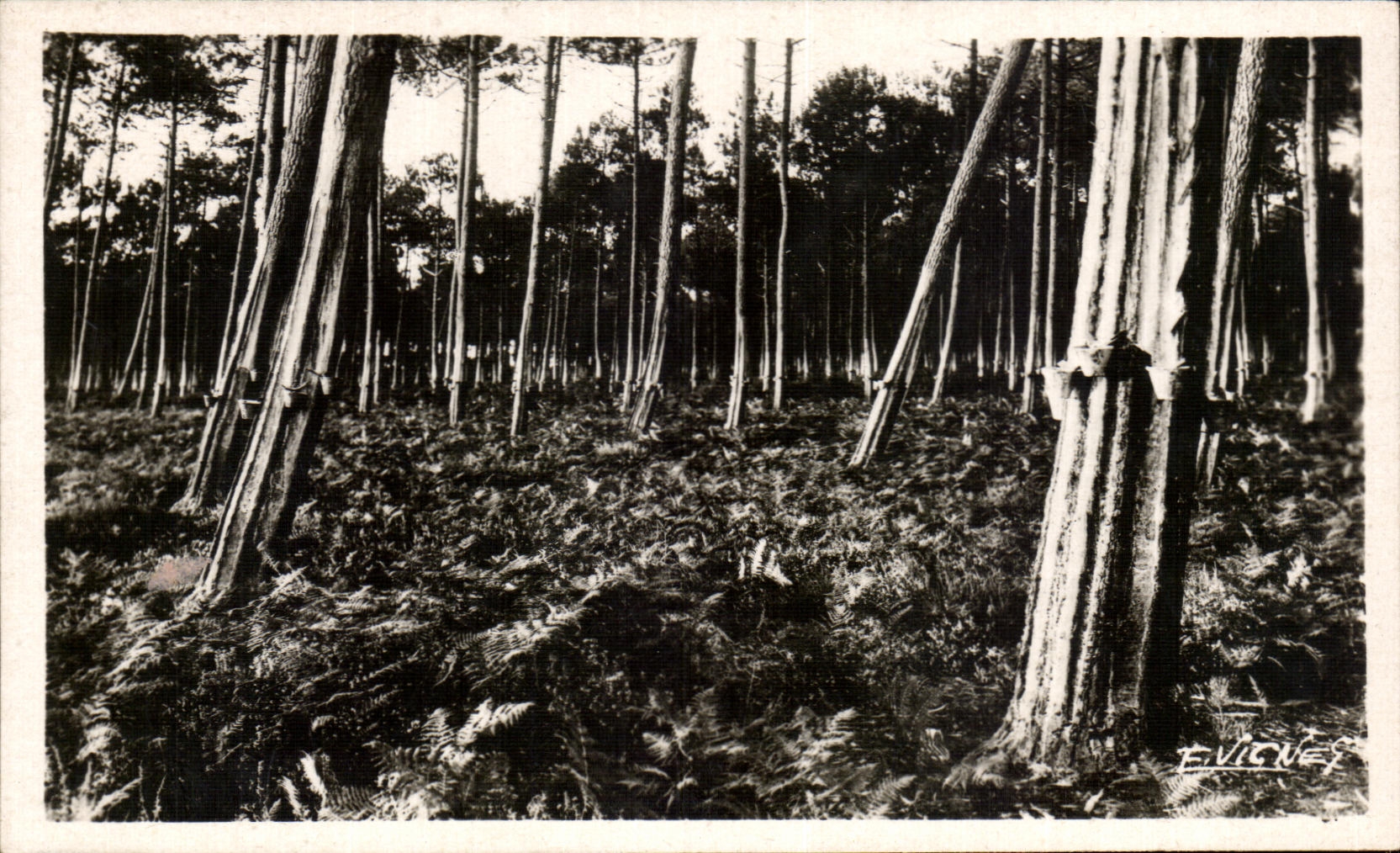 CPA With the Gascon Country gemmeous pines with the setting sun