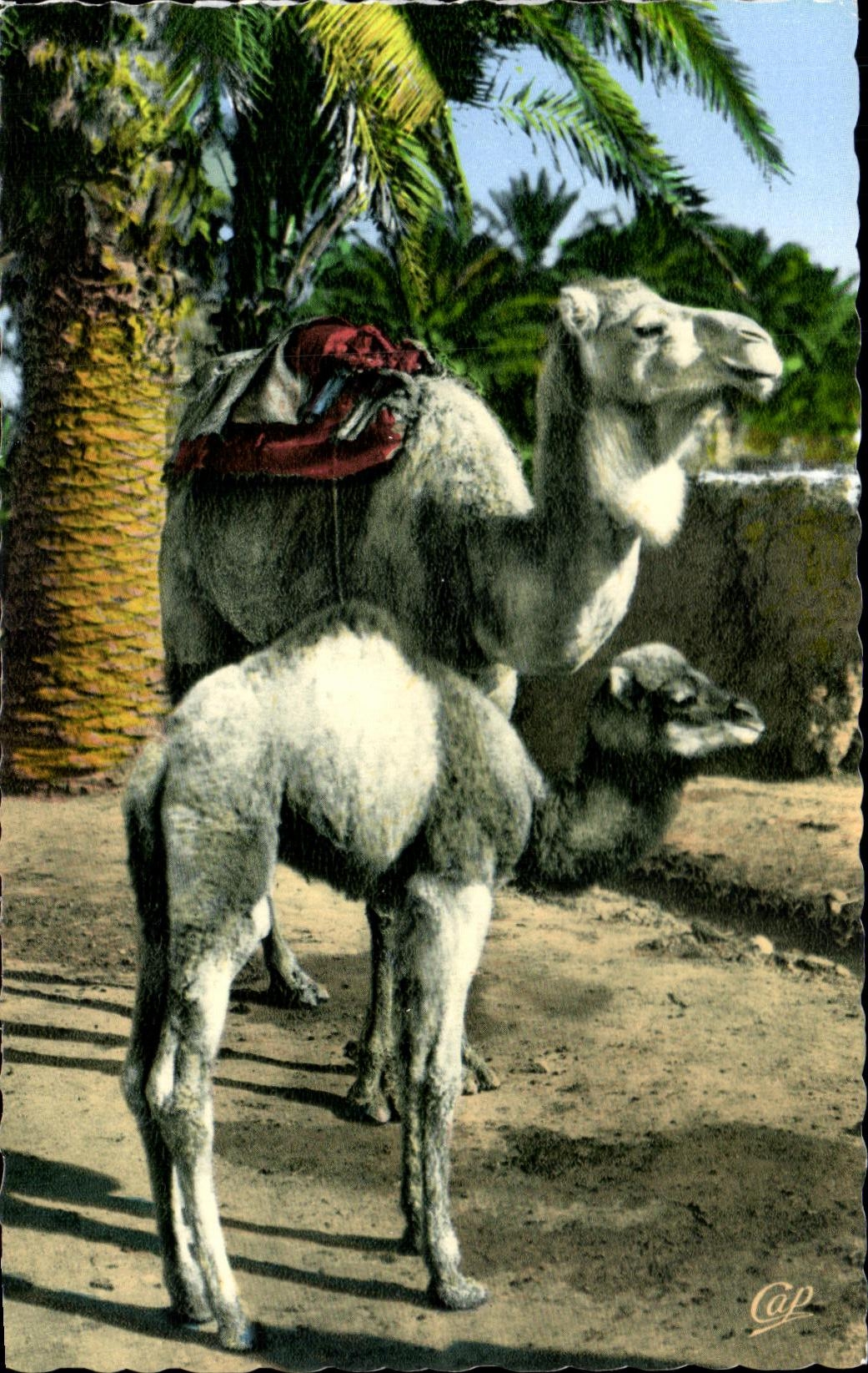 Escenas de Chamelle CPA y tipos y su pequeno camello del camello
