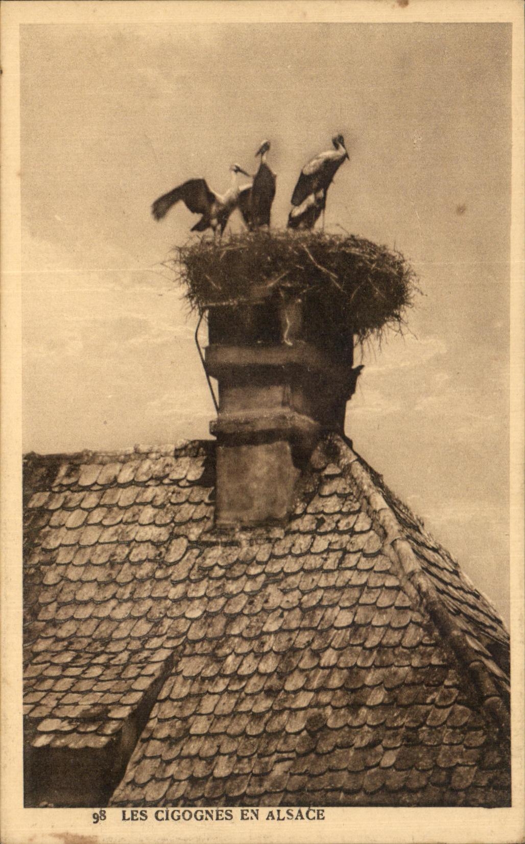 CPA Storks In Alsace