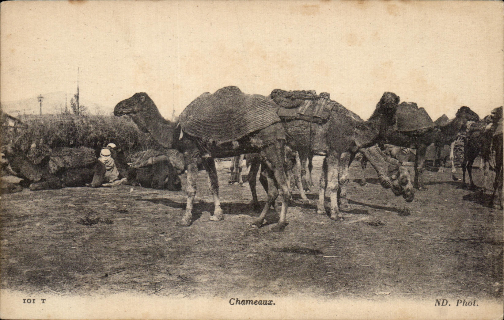 CPA Chameaux Camel 