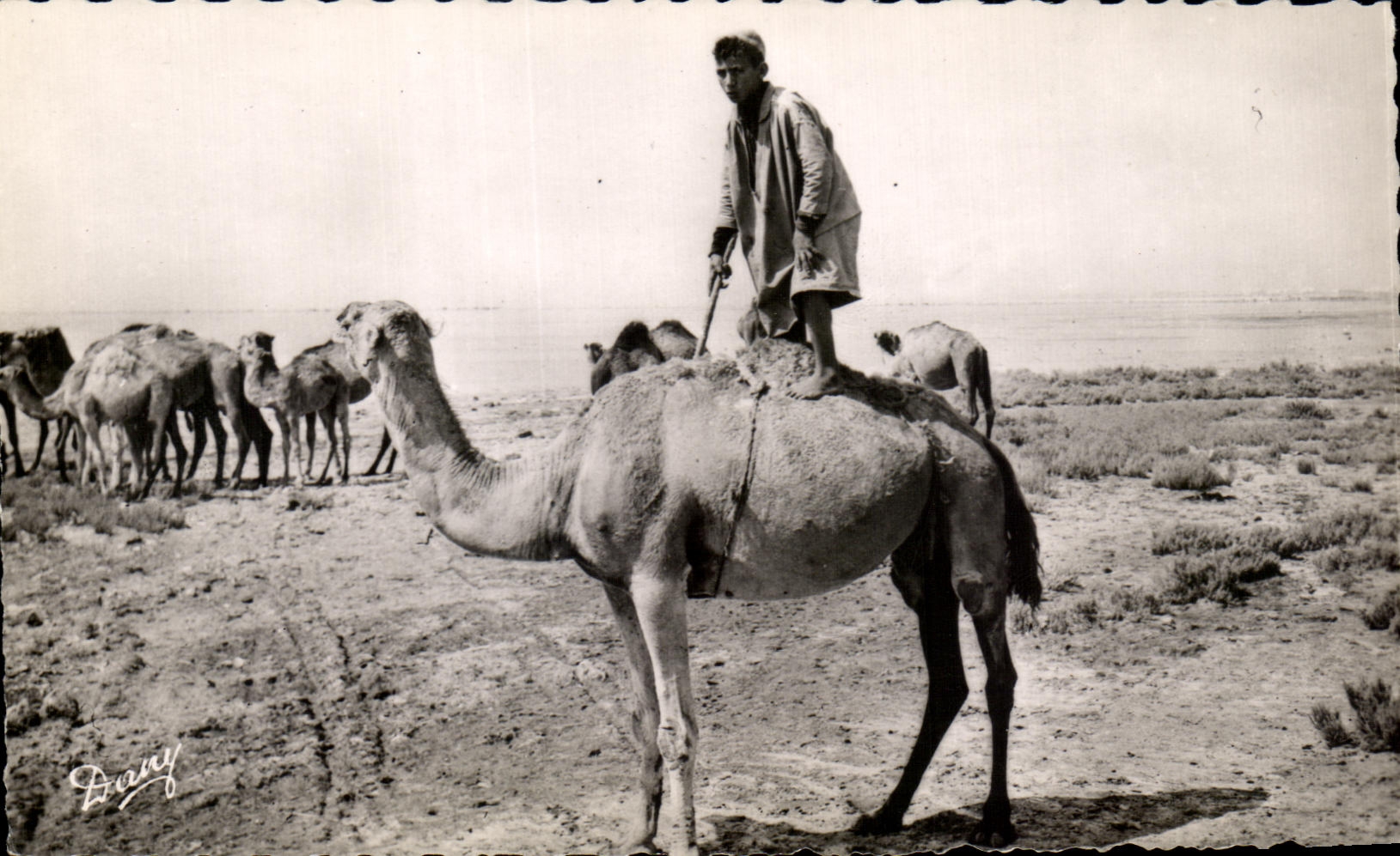 CPA Scenes Types Amusement dons le Sud Tunisie Chameau Camel 