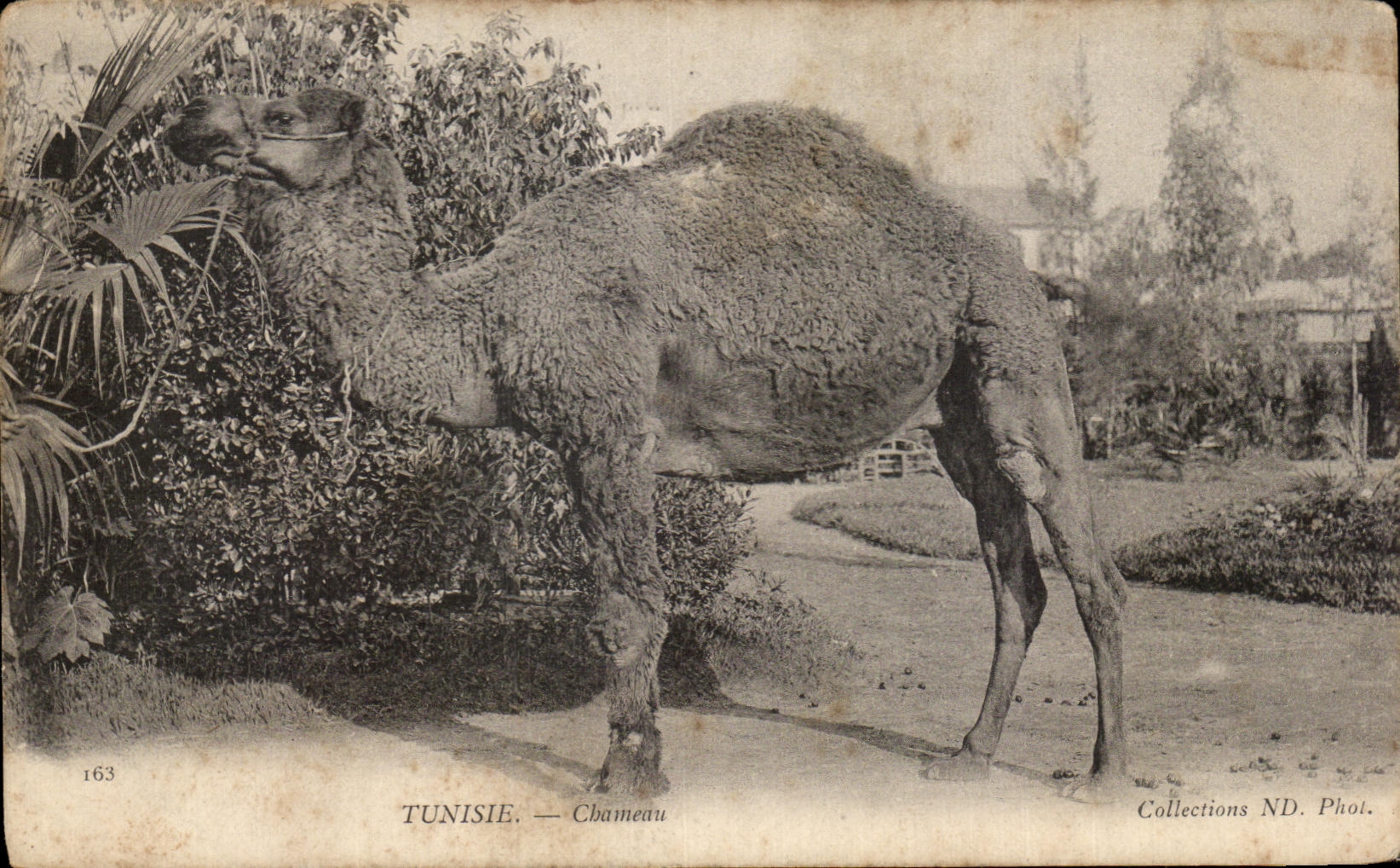 CPA Tunisie Chameau Camel Tunisie