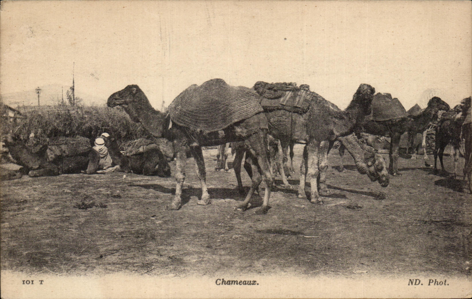 CPA Chameaux Camel Tunisie