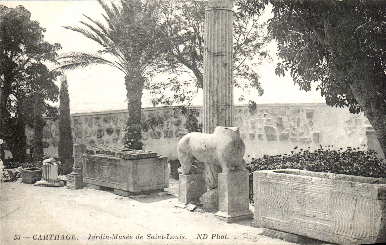 CPA Tunisia Carthage Garden Museum of Saint Louis Horse Horse