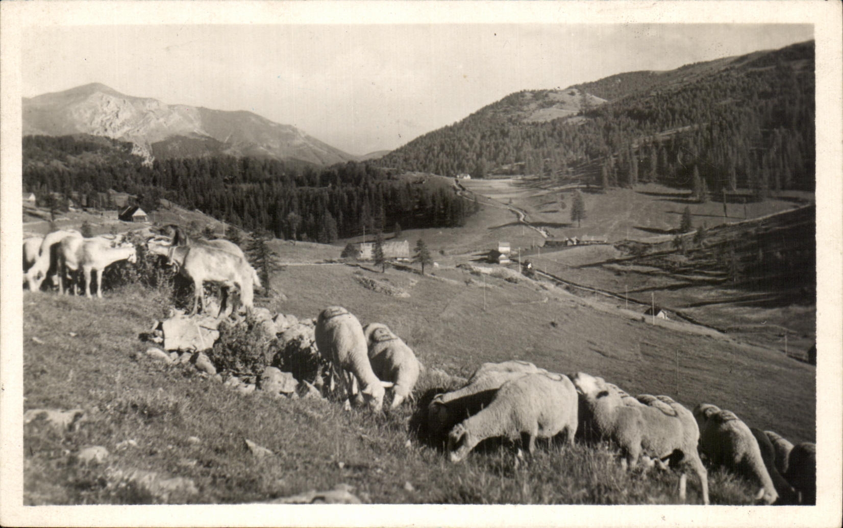 CPA Valberg Les Pentes de tasse vue sur le Giarons Moutons Sheep