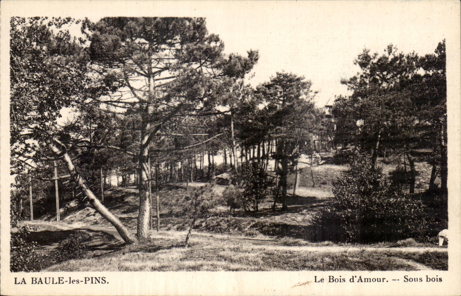 CPA La Baule Pines Wood Love Under wood