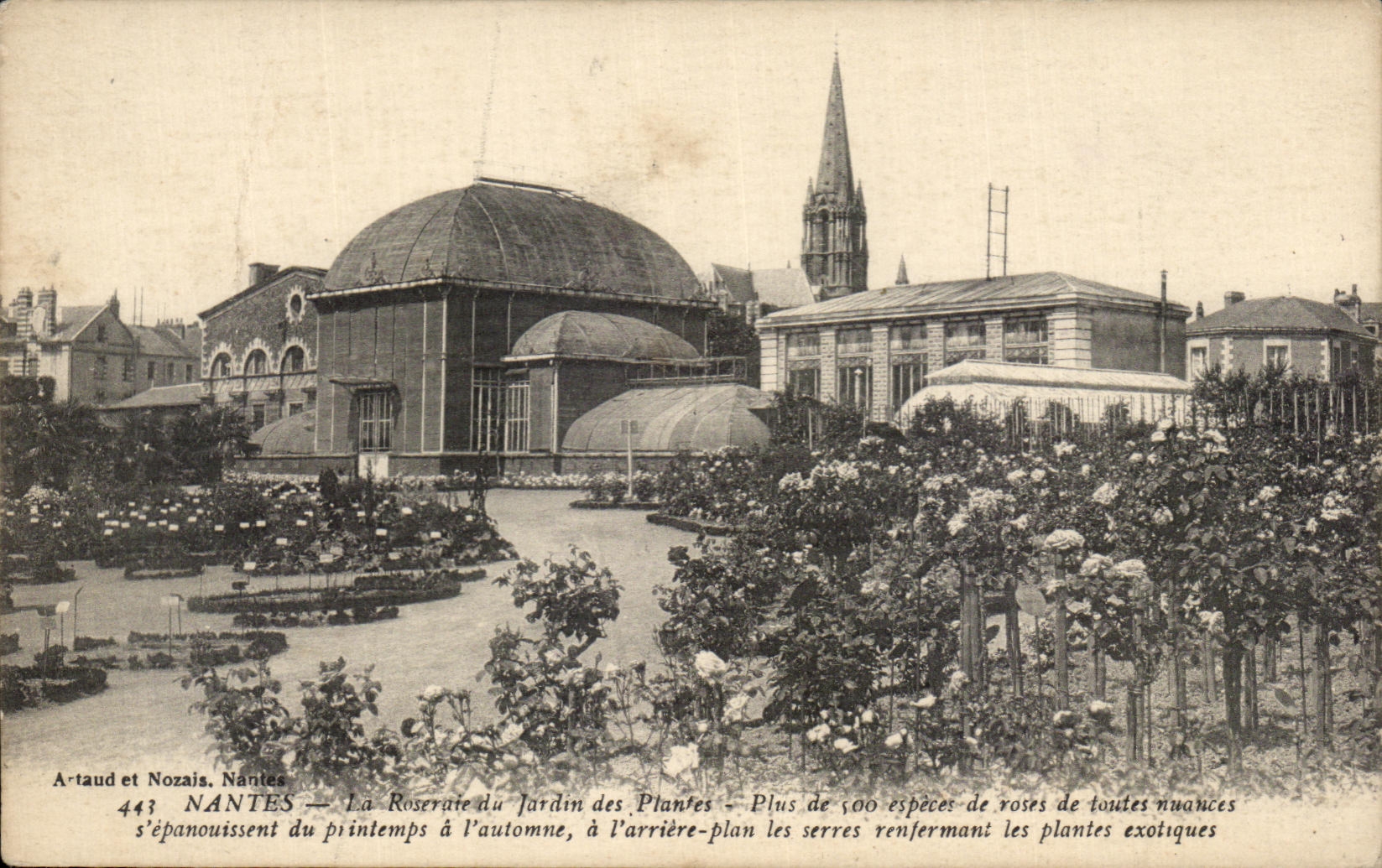 CPA Nantes the Rosery of the Botanical garden