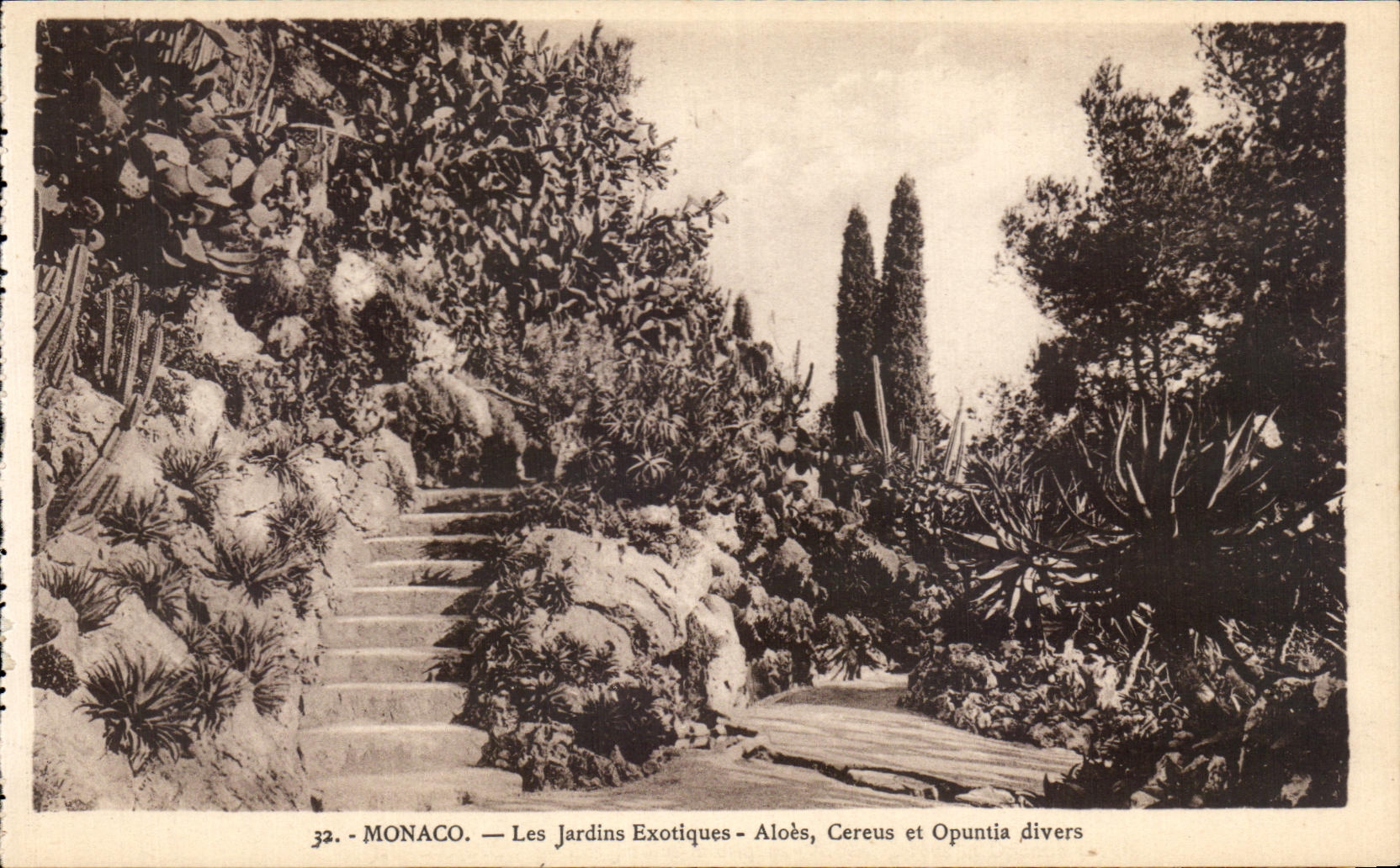 CPA Monaco Les Jardins Exotiques Aloes Cereus et opuntia divers