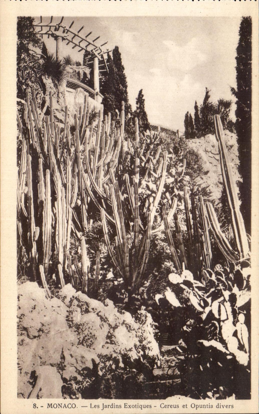 CPA Monaco Les Jardins Exotiques Aloes Cereus et opuntia divers