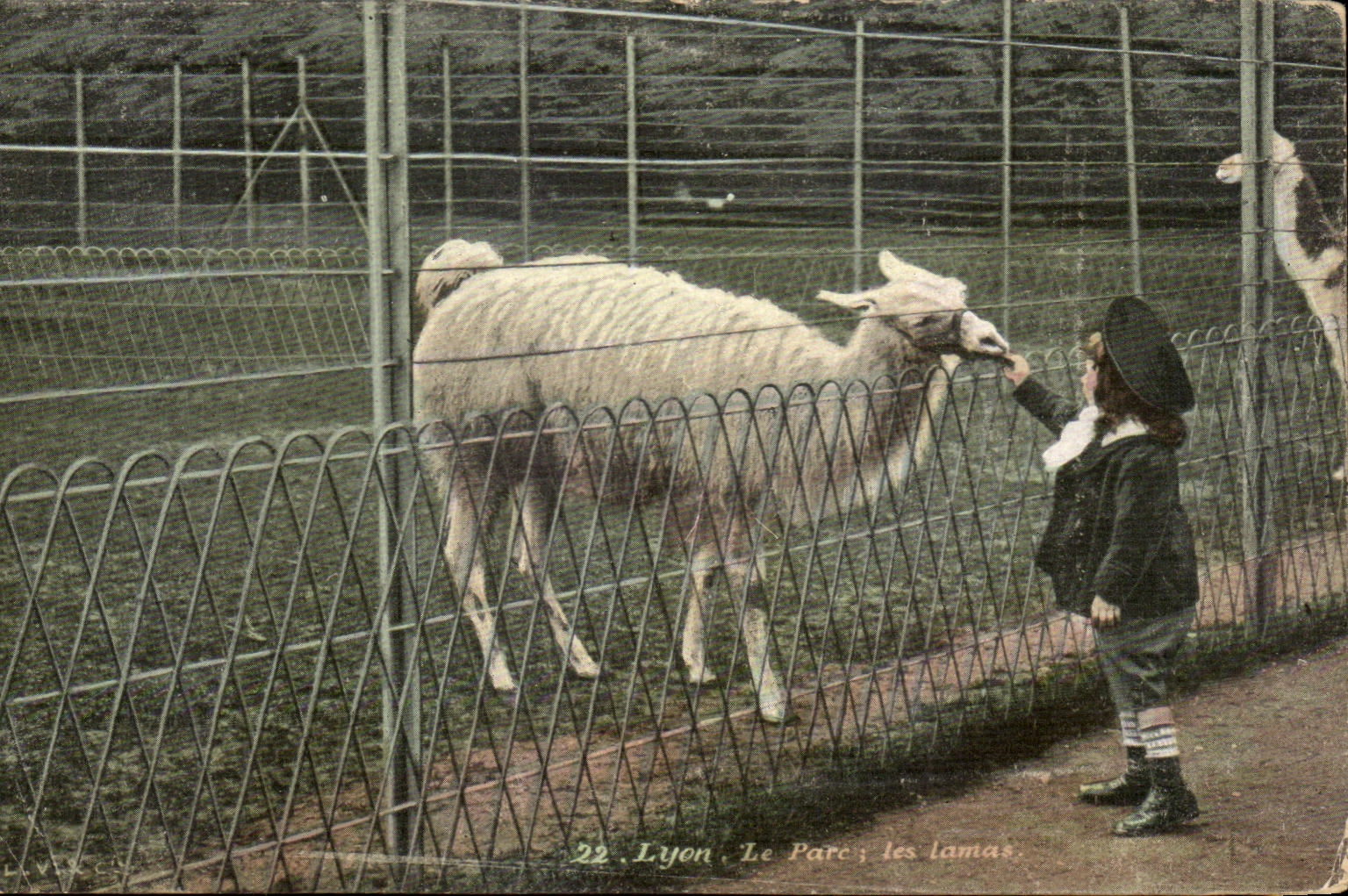 CPA Lyon the Park Spangled them Zoo