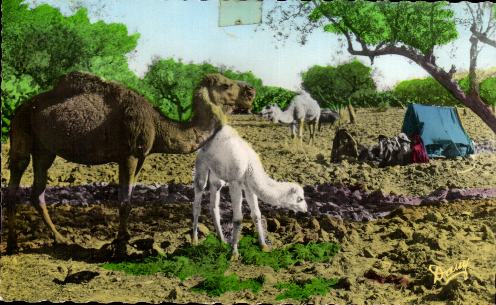 CPA Scenes Types Chamelle et Chamelon