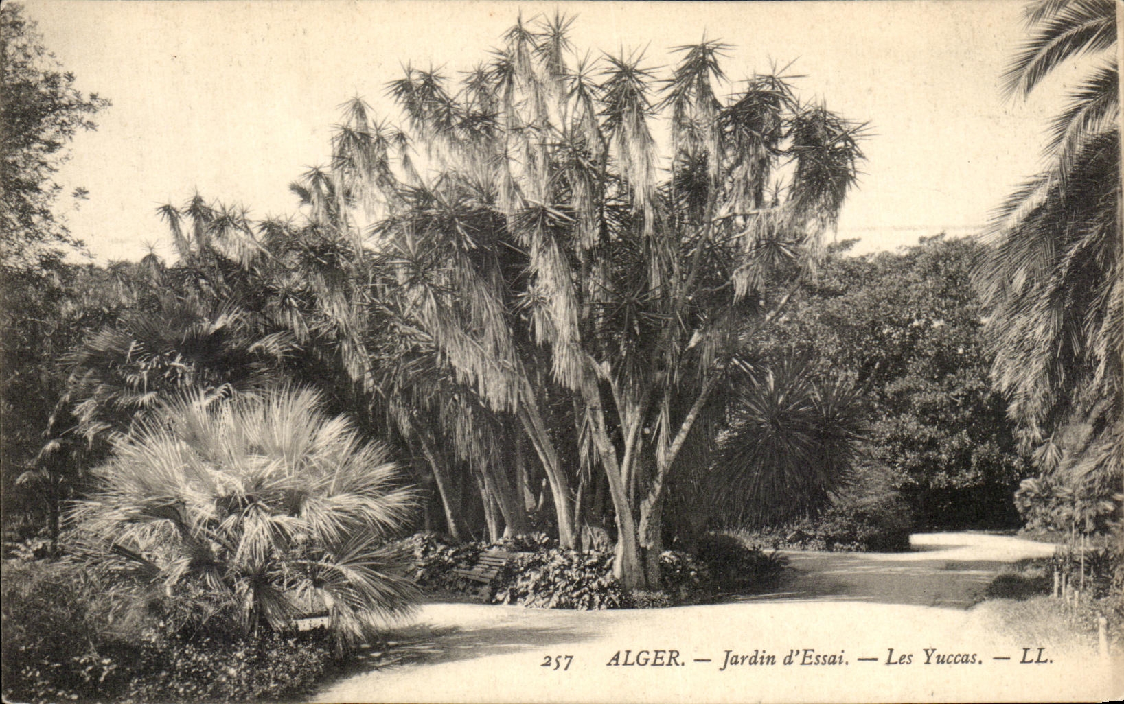 Yucas de la prueba del jardin de CPA Argel