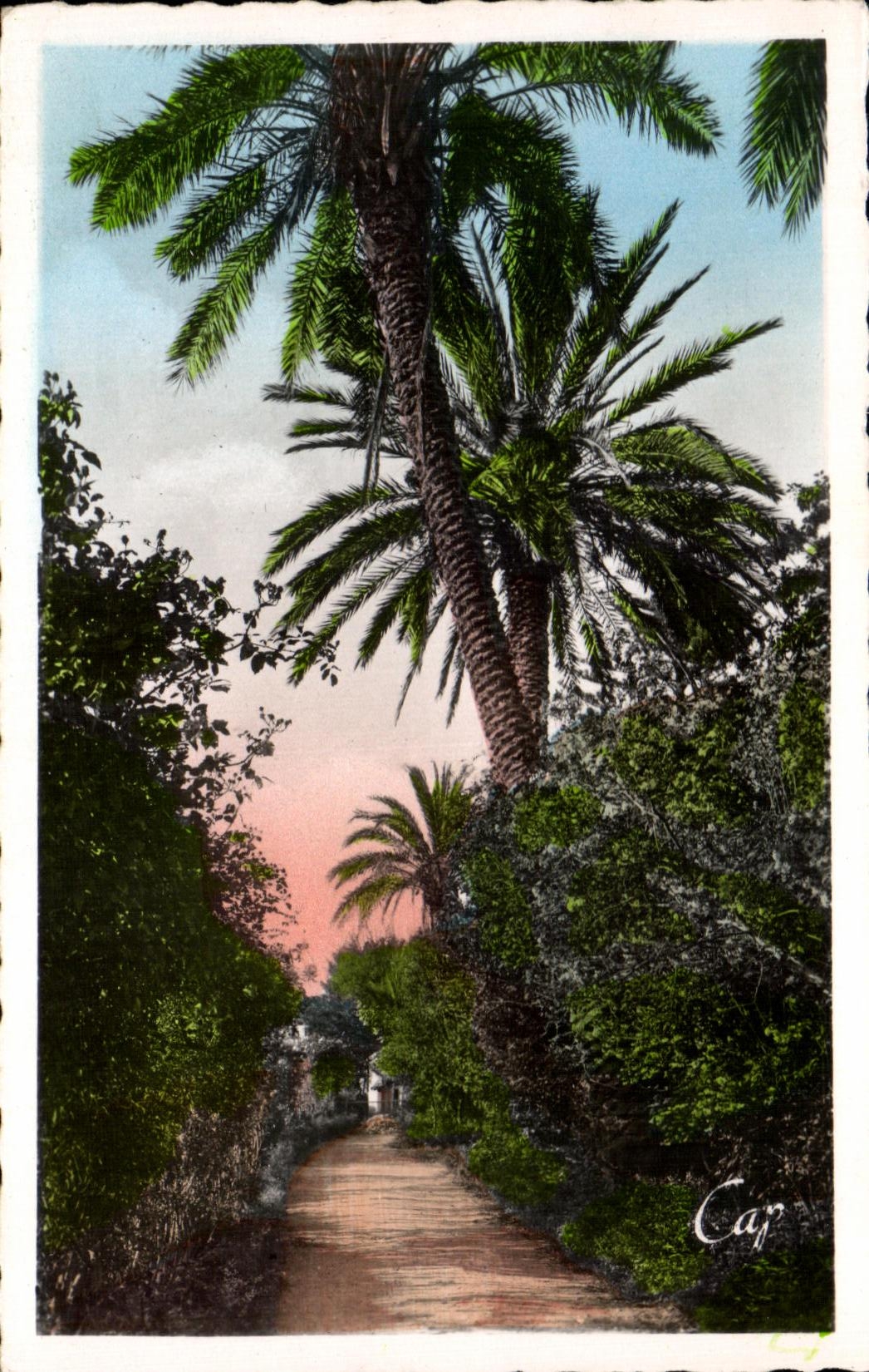 CPA Blida Jardin Bizot Allee des Roses