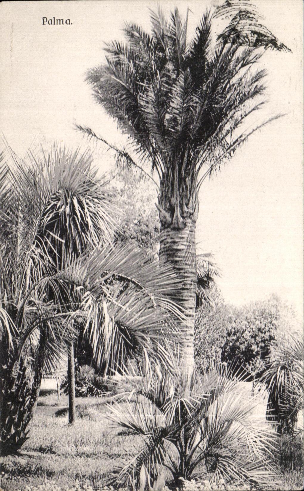 Palmera de CPA Palma