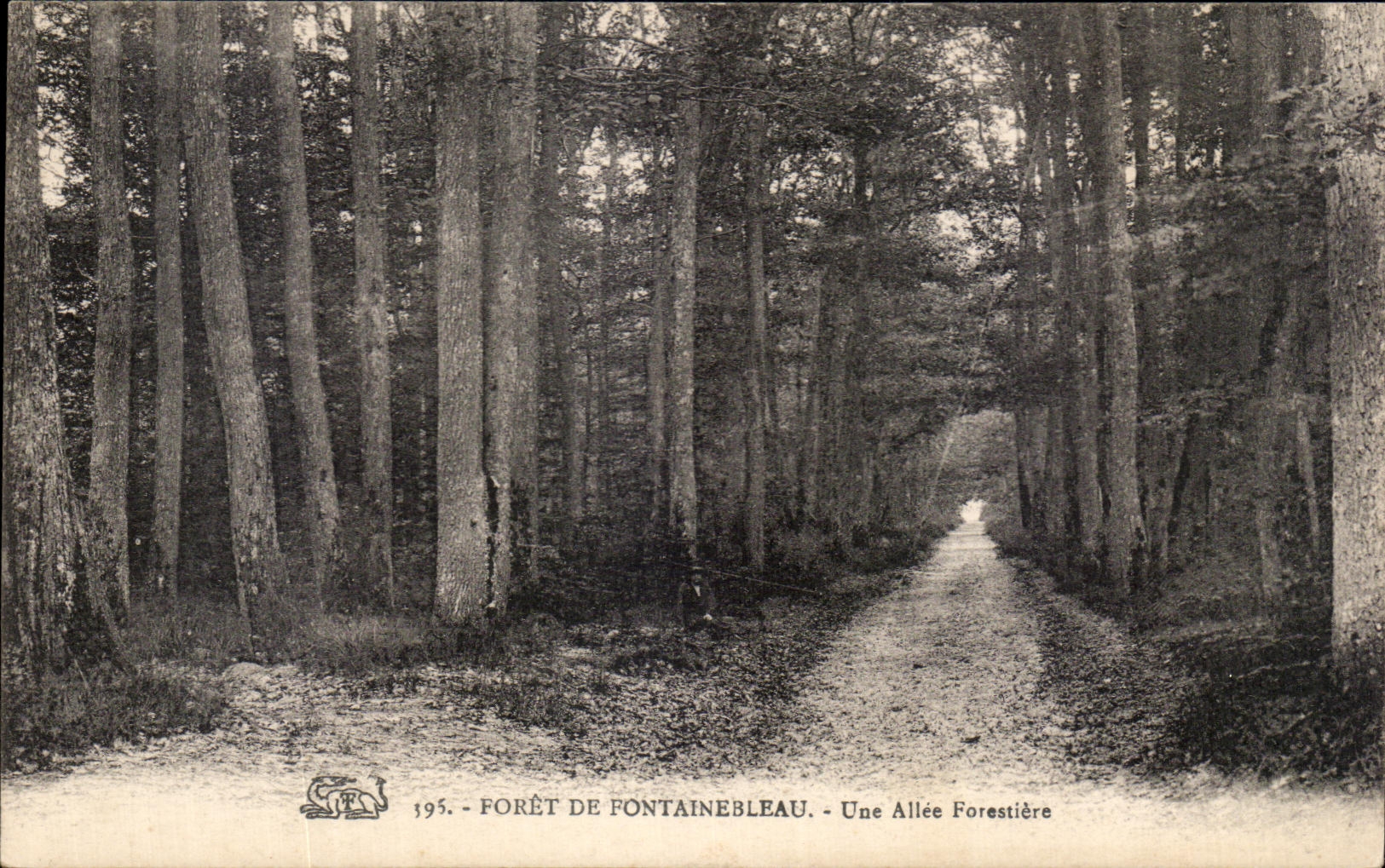CPA Foret De Fontainebleau Une Allee Forestiere
