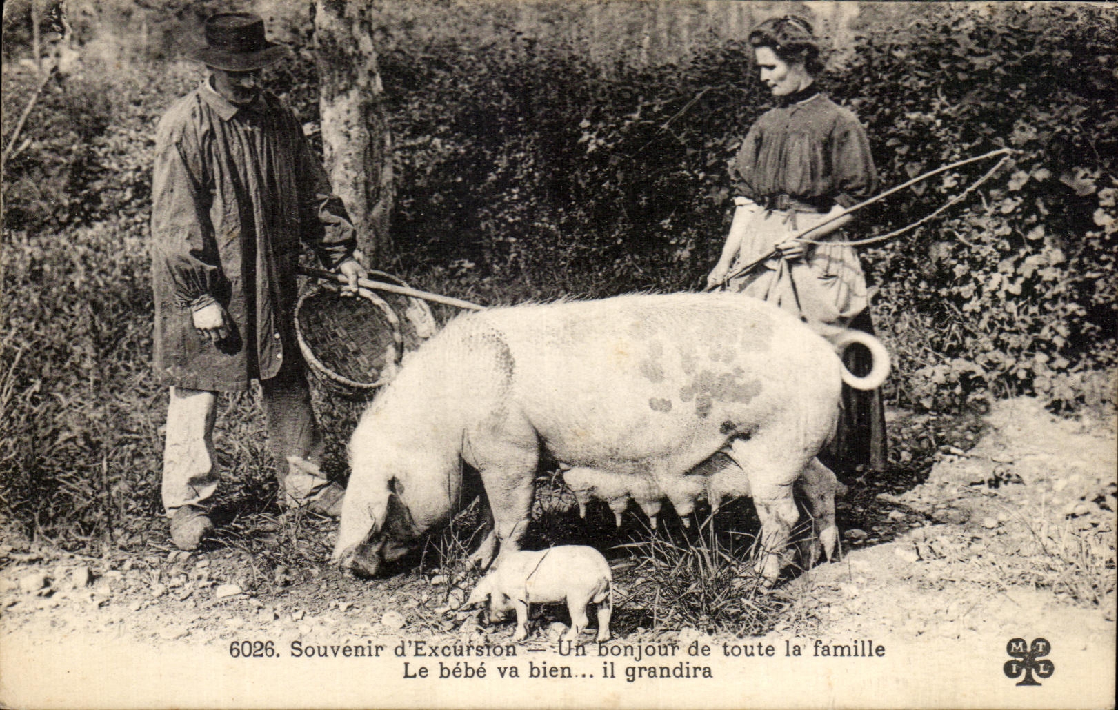 CPA Souvenir d Excursion Un bonjour de toute la Famille Le bebe va bien il grandira Cochon Pig