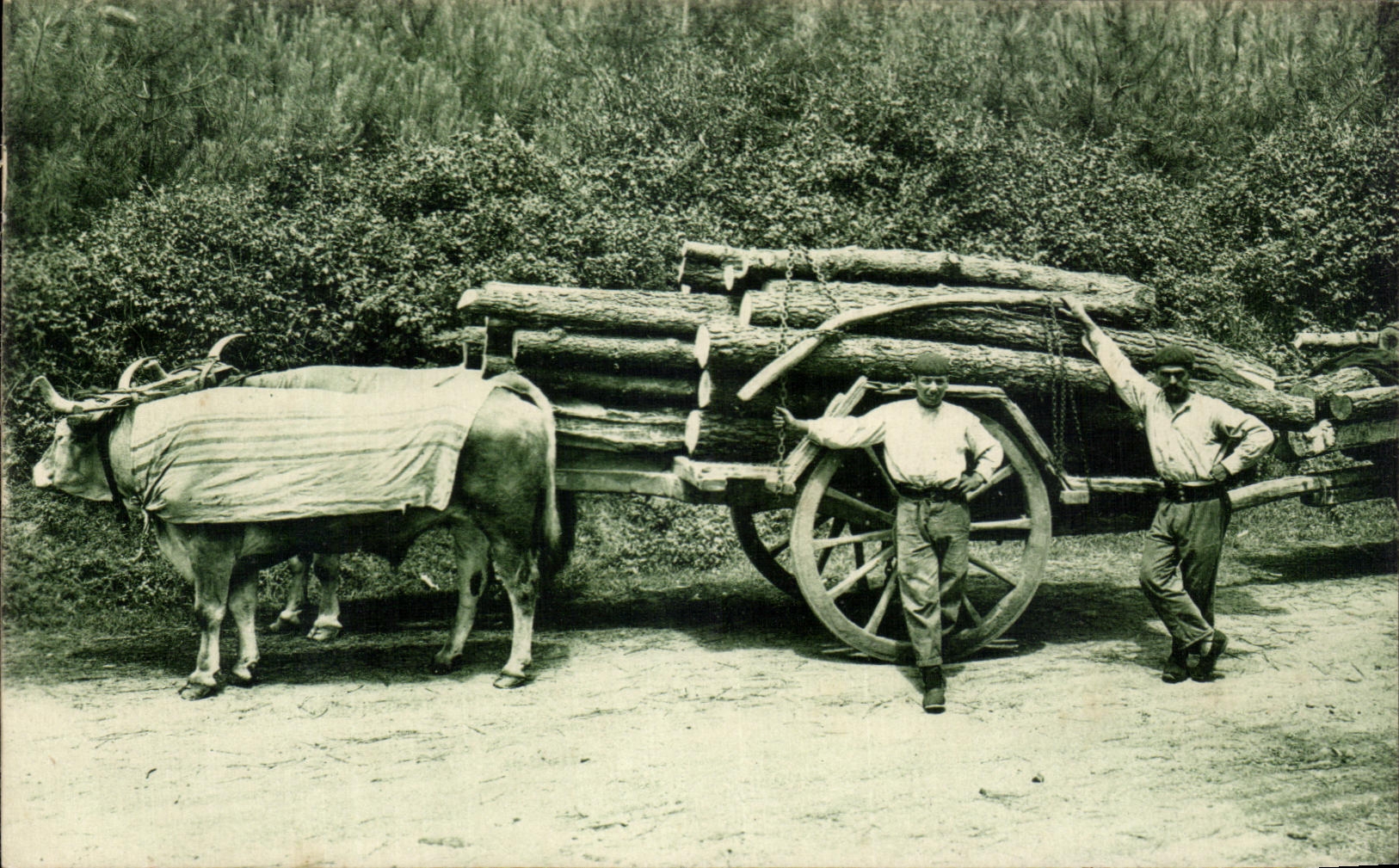 CPA Type Basque Attelage de boeufs Folklore