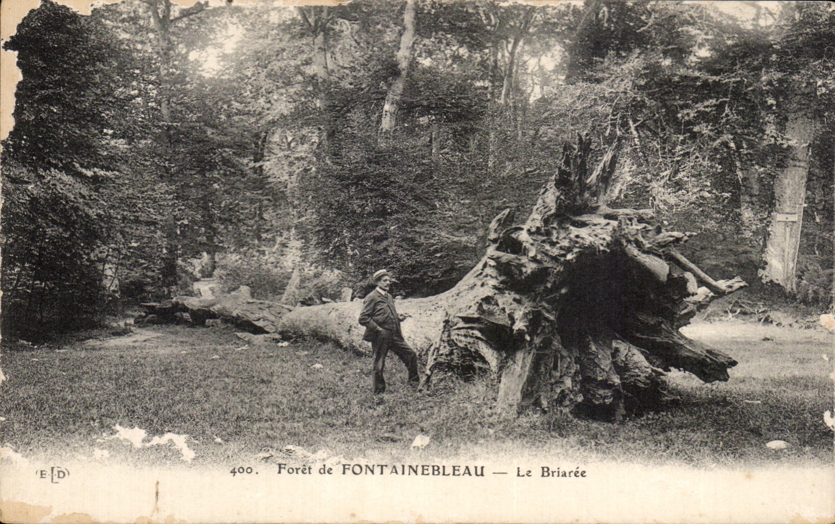 CPA Foret de Fontainebleau Le Briaree