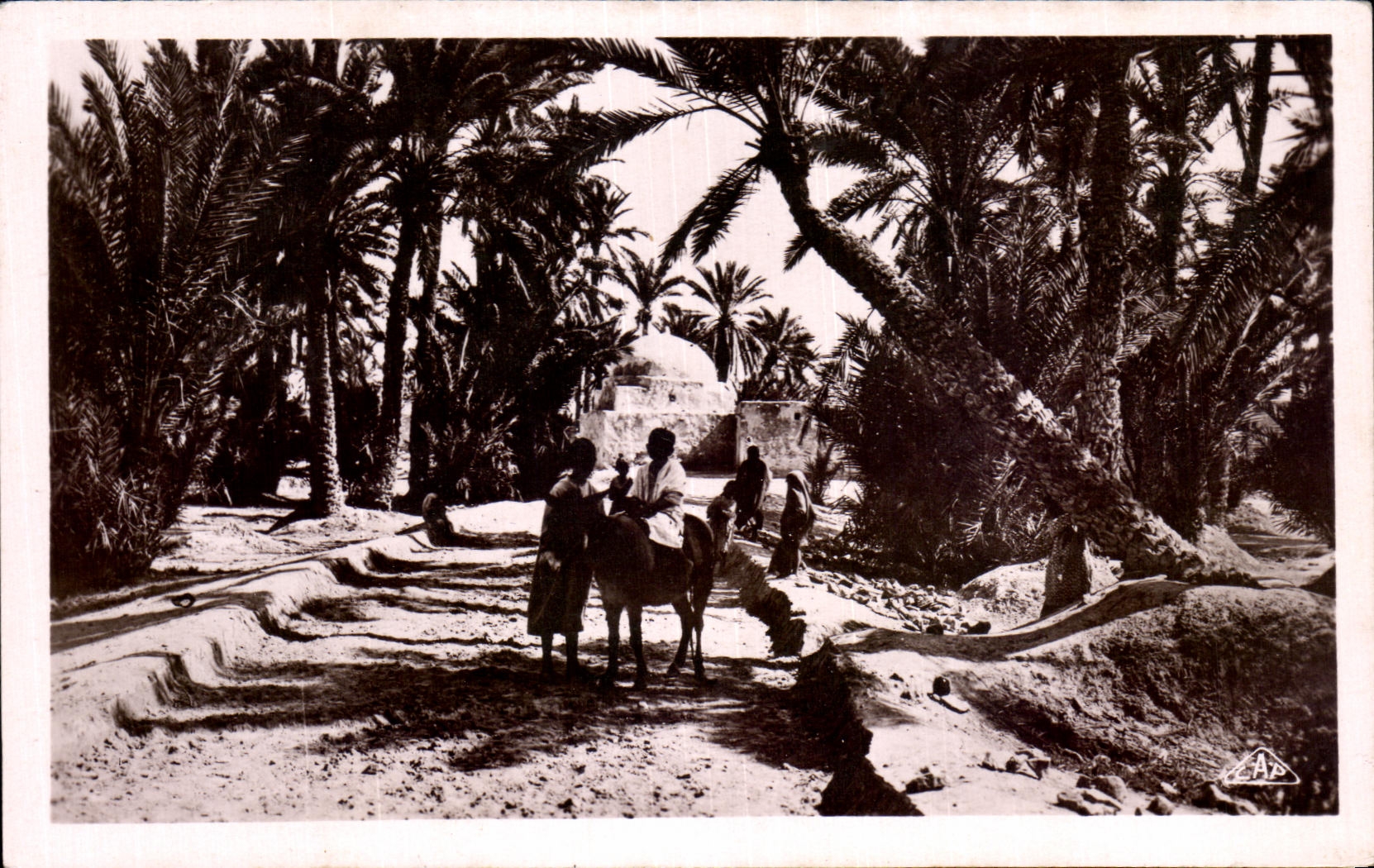 CPA Marabout dans I oasis Ane Donkey