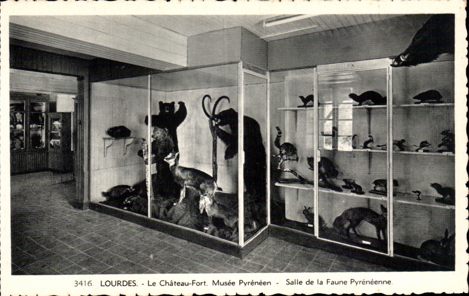 CPA Lourdes Le Chateau Fort Musee Pyreneen Salle de la Faune Pyreneenne Ours Bear Chamois Renard 