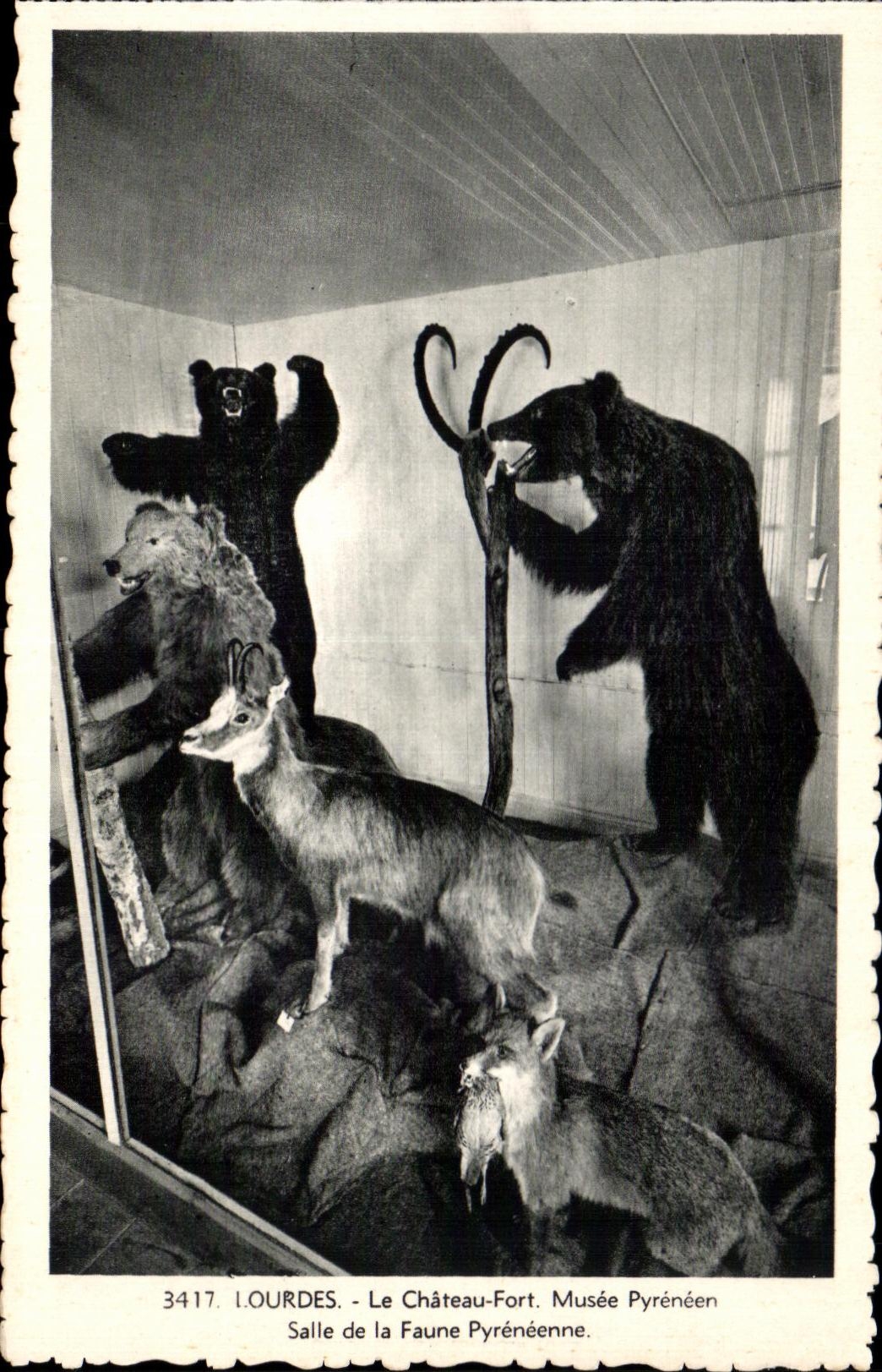 CPA Lourdes the Castle Fort Pyrenean Museum Room of Pyrenean Fauna Chamois Bear bear