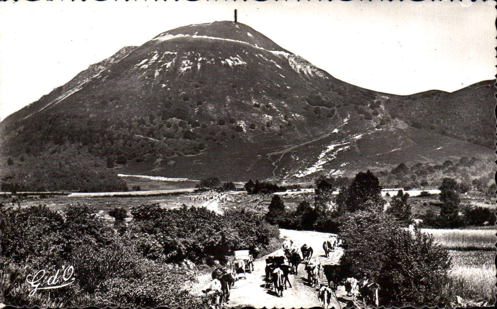 CPA Auvergne Puy de Dome aspect is Vaches