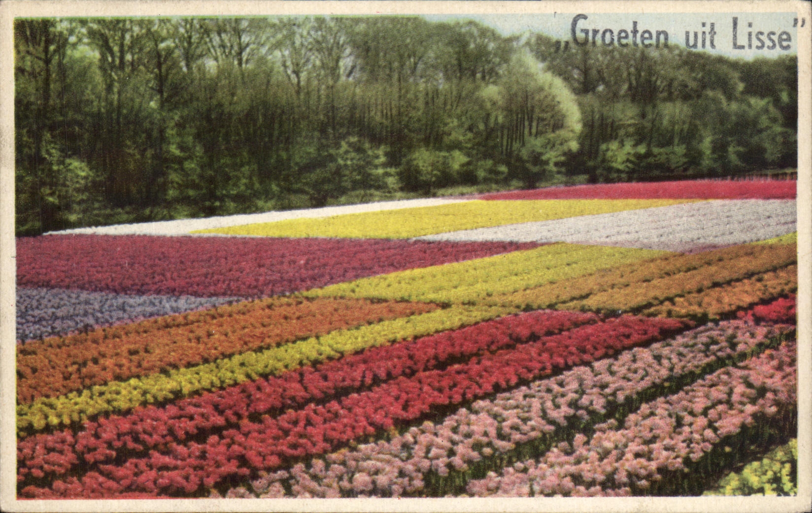 Flores lisas del uit de CPA Groeten