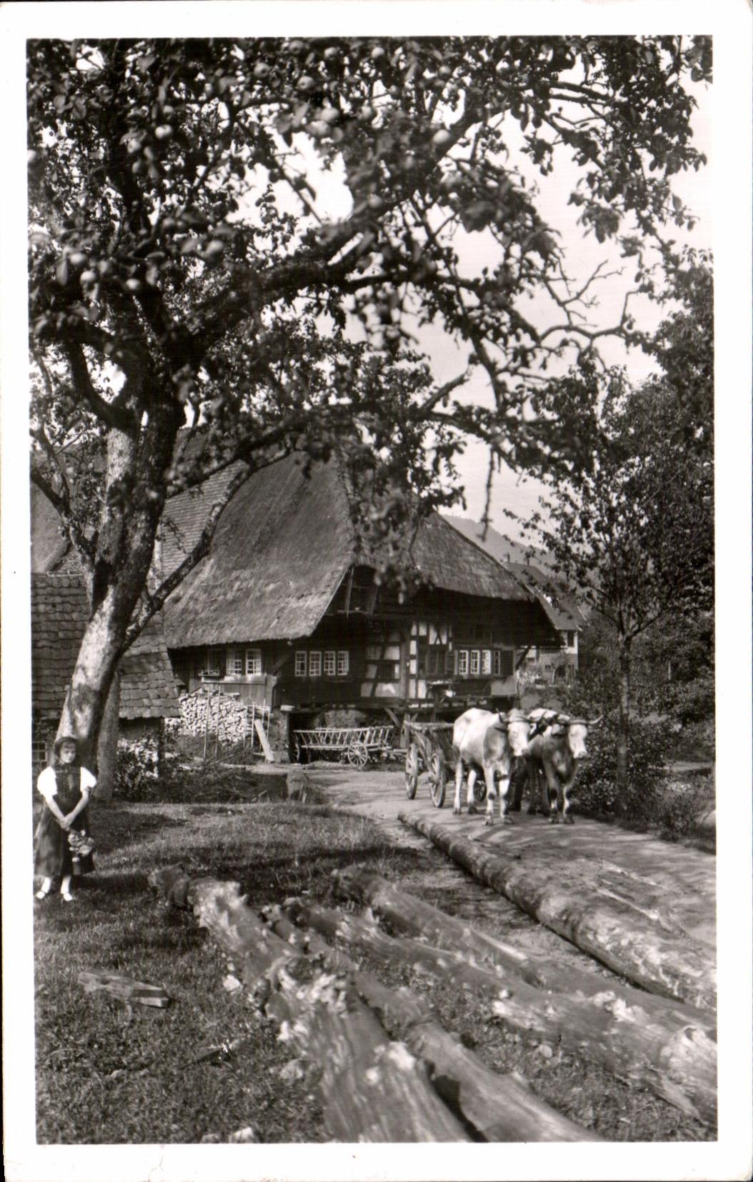 CPA Alter Schwarzwaldhof Coach Oxen