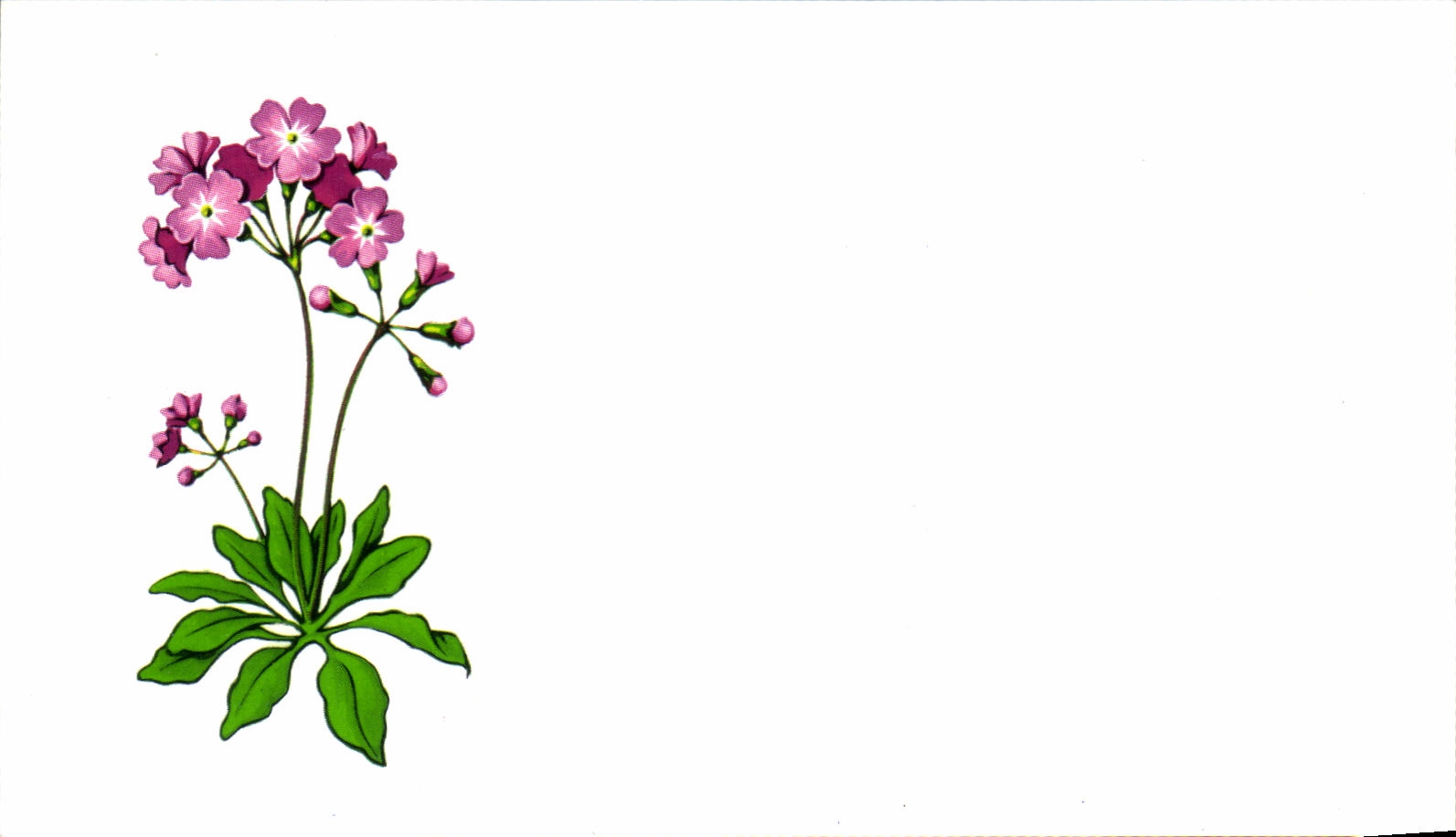 Carton format carte postale Fleurs