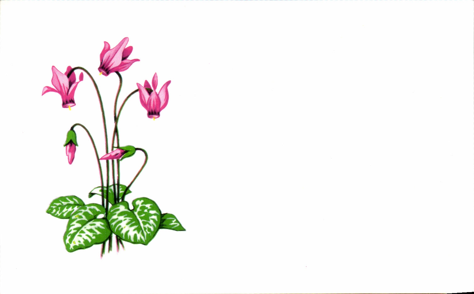 Carton format carte postale Fleurs