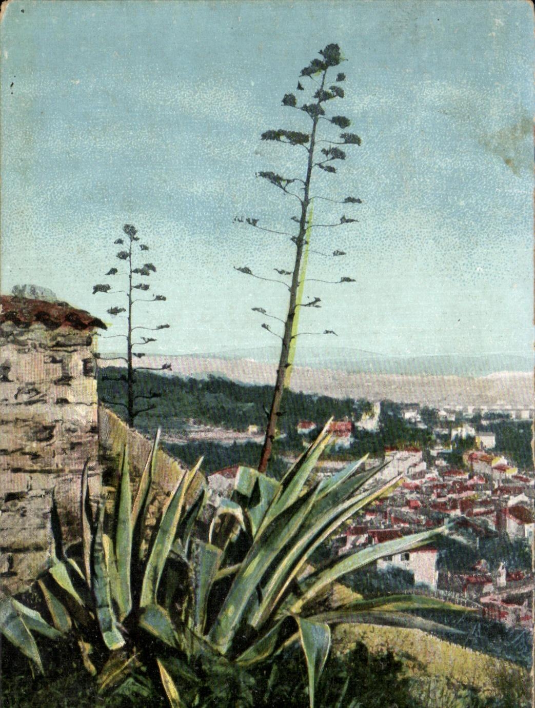 CPA Hyeres Aloes en fleur