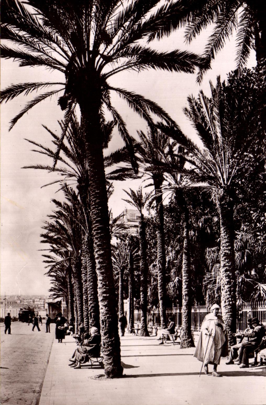 Jardin publico Allee de CPA Argel Bresson de palmeras