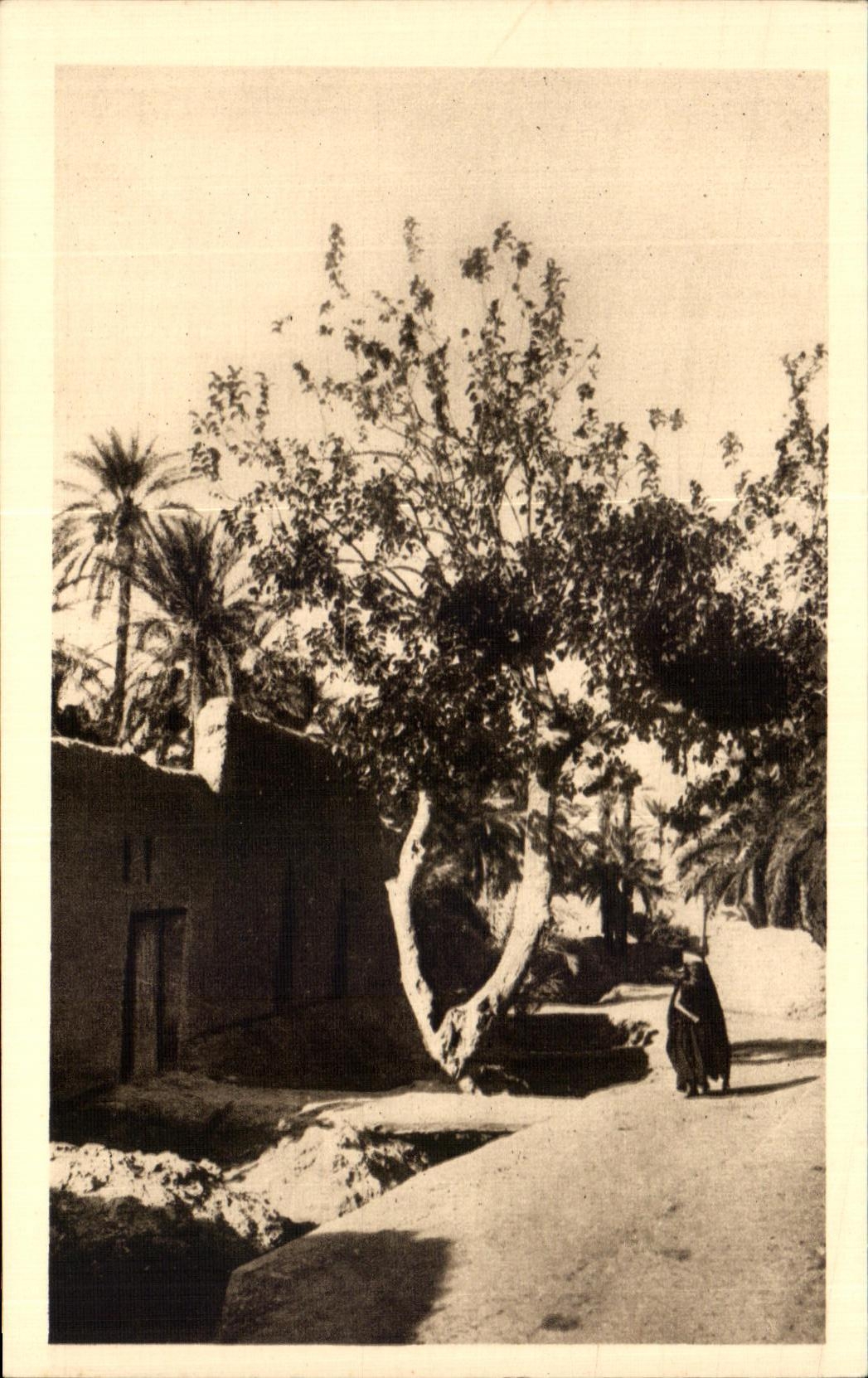 CPA In the old man Biskra Algeria