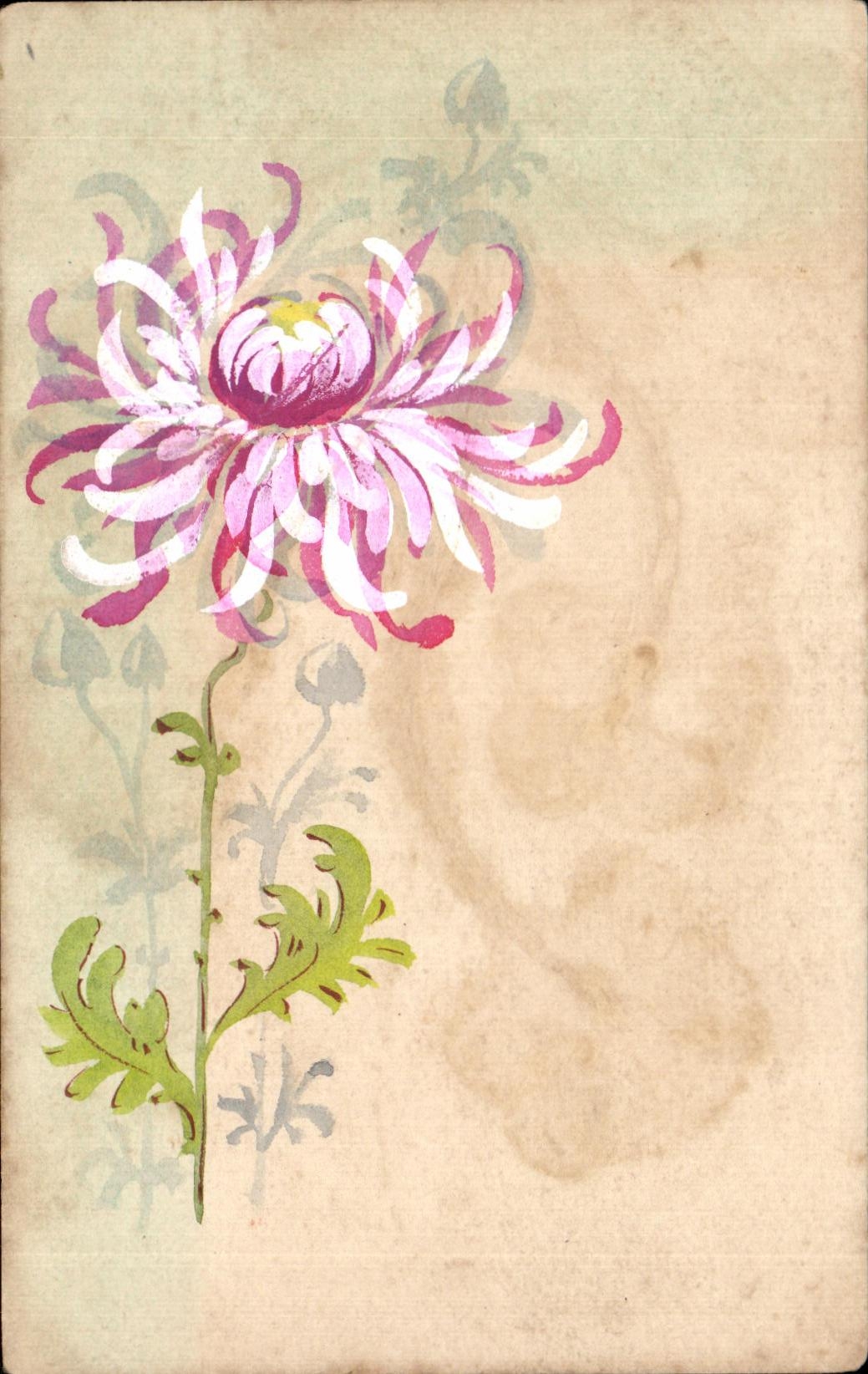 Flores de la fantasia de CPA