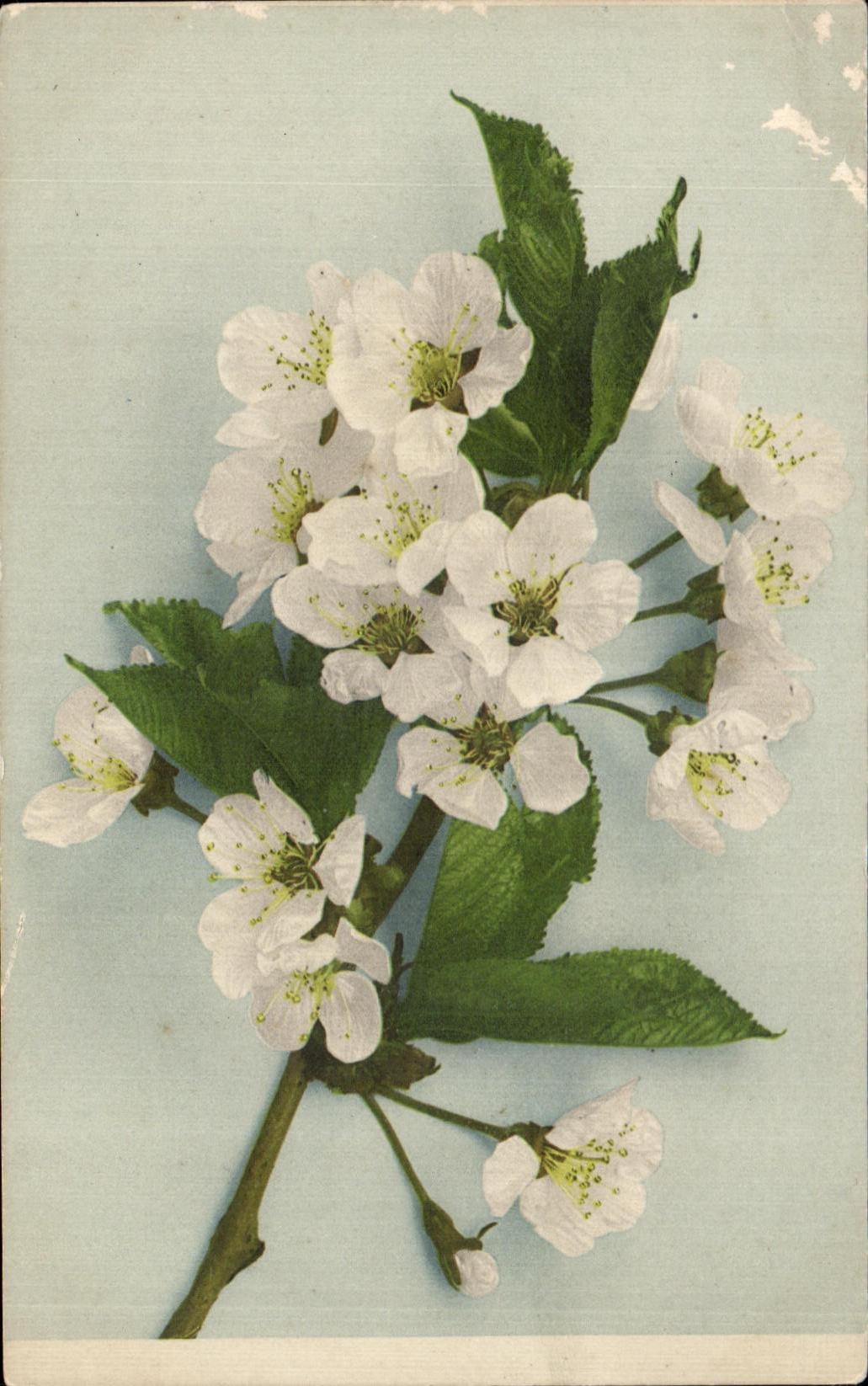 Flores de la fantasia de CPA