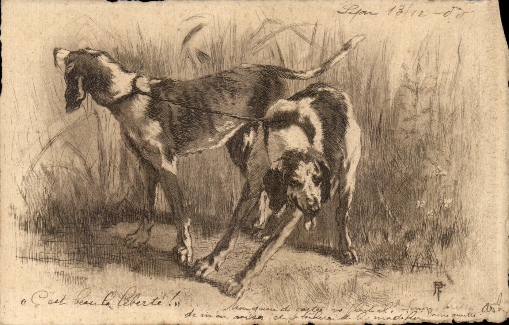 CPA Chiens de chasse Hunting 