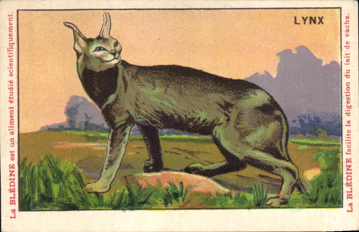 Chromo Les Animaux Sauvages Le Lynx Bledine