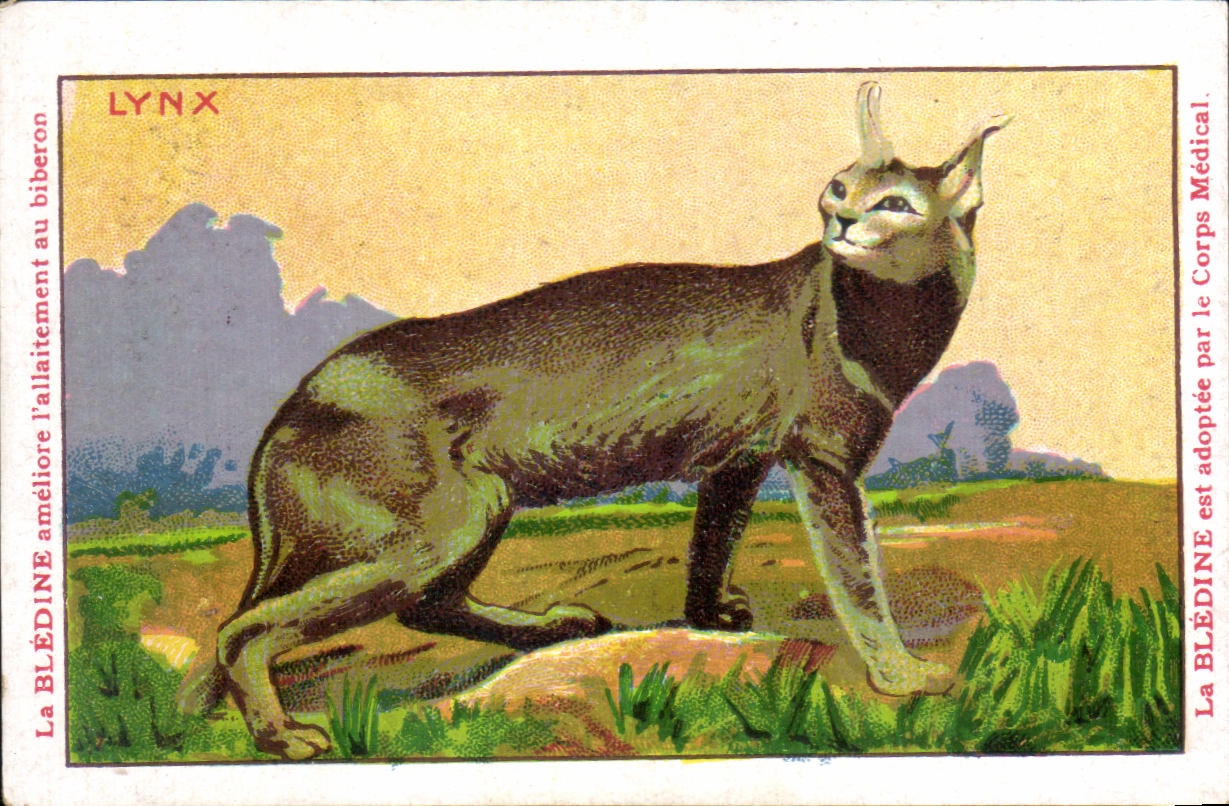 Chromo Les Animaux Sauvages Le Lynx Bledine