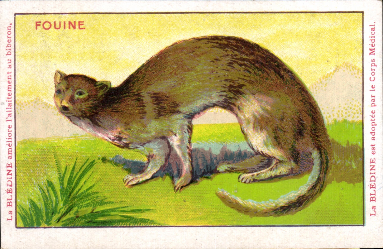 Chromo Les Animaux Sauvages La fouine Bledine