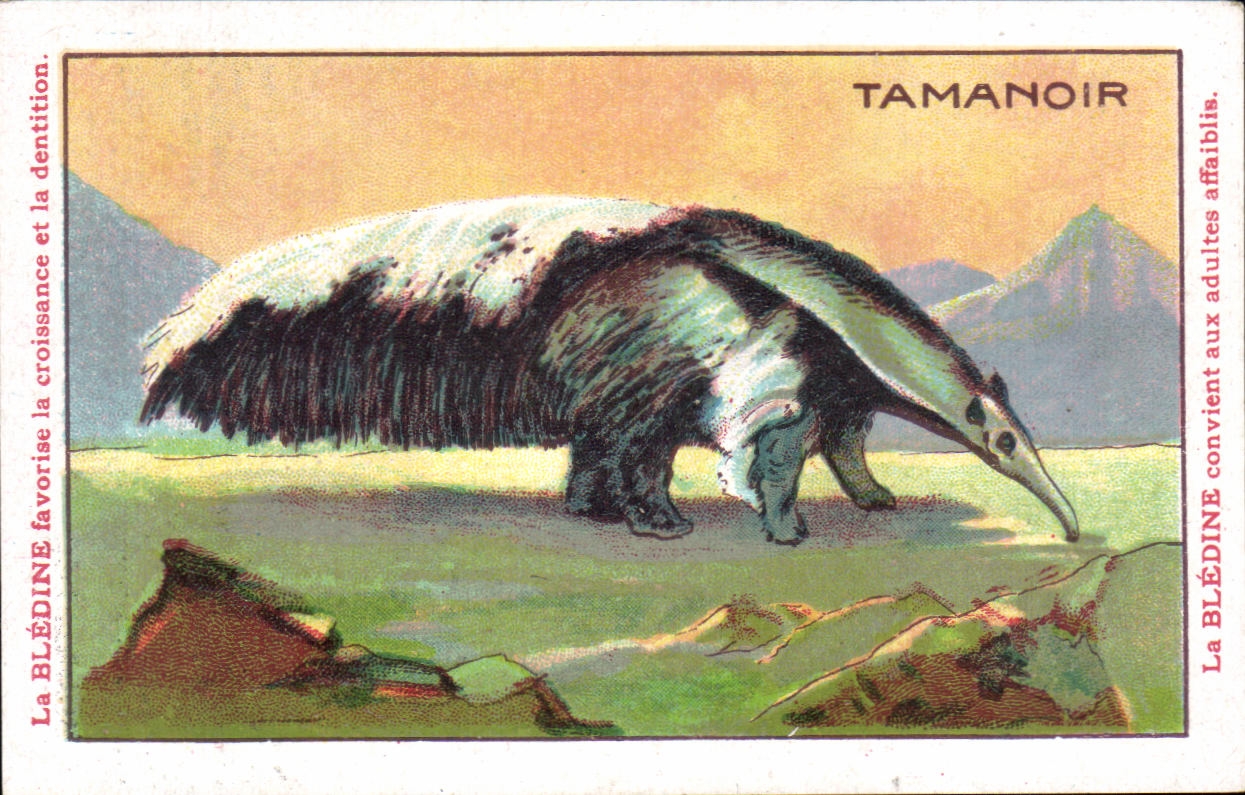 Chromo Les Animaux Sauvages Le Tamanoir Bledine