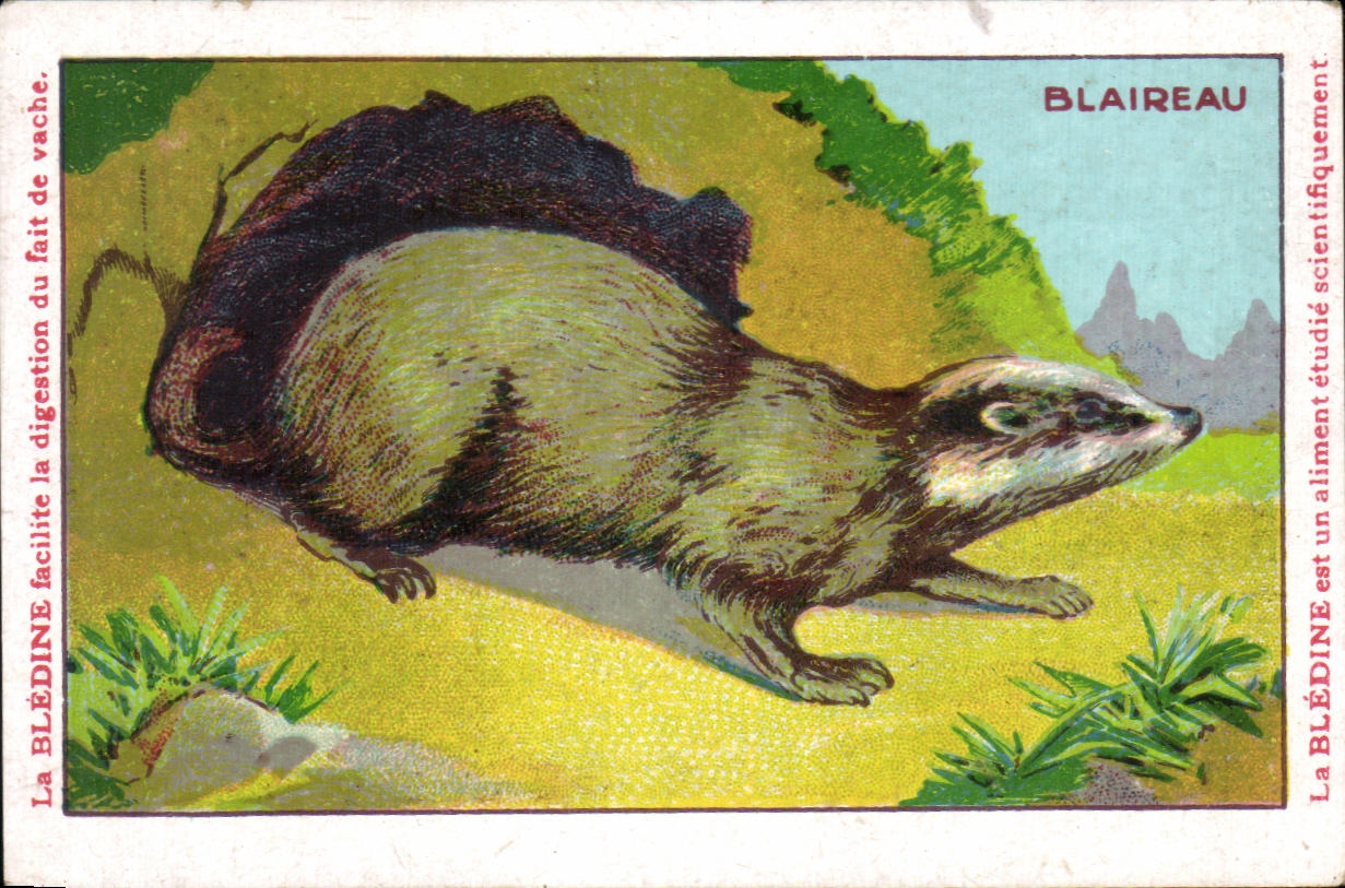 Chromo Les Animaux Sauvages Le Blaireau Bledine