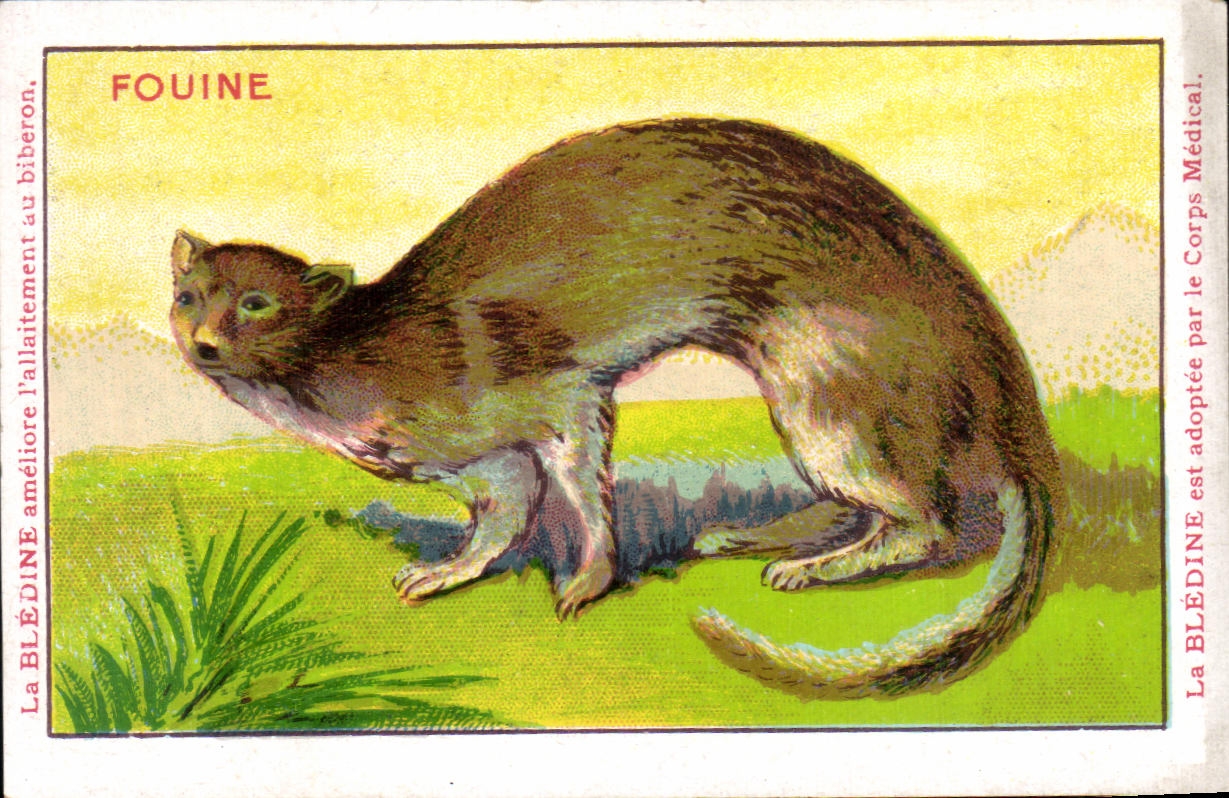 Chromo Les Animaux Sauvages La Fouine Bledine