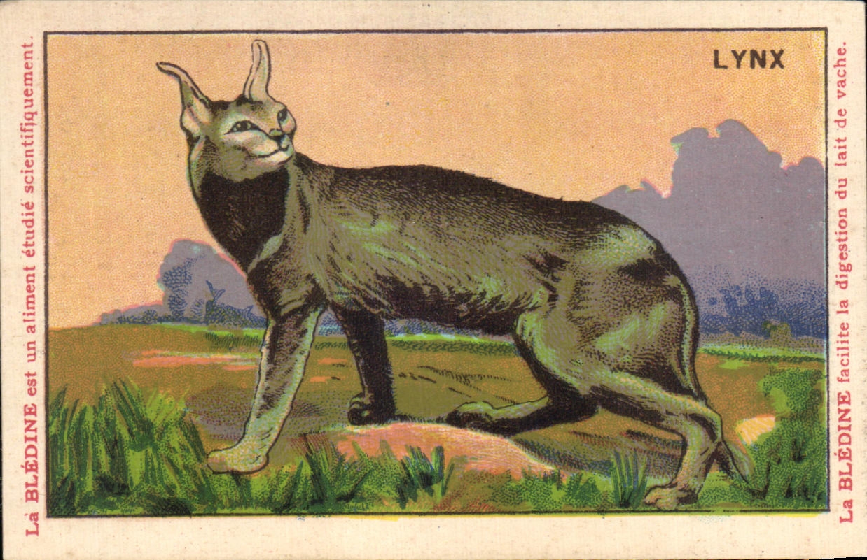 Chromo Les Animaux Sauvages Le Lynx Bledine